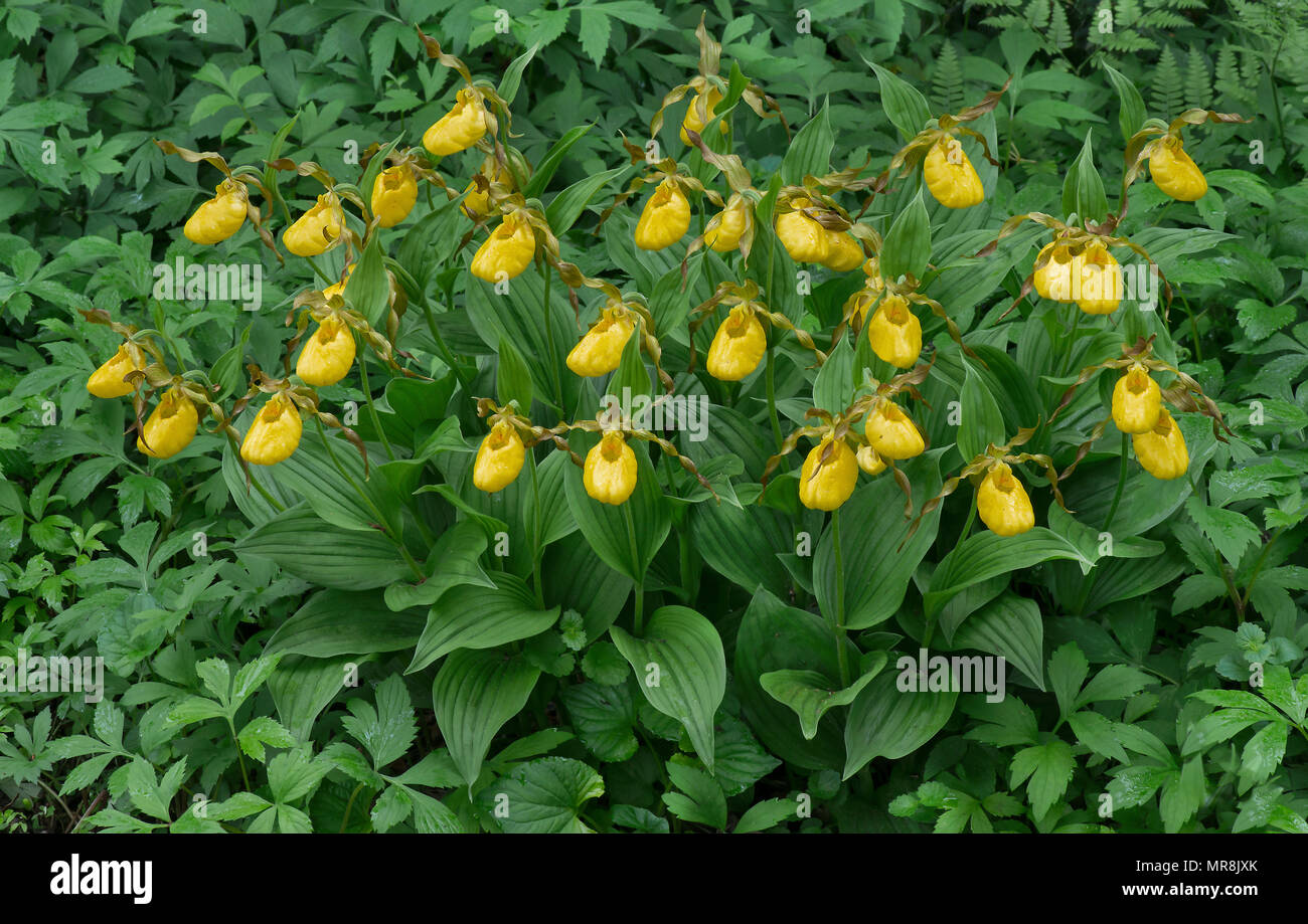 Der gelbe Lady Slipper Orchids (Cypripedium parviflorum var pubescens), E USA, durch Überspringen Moody/Dembinsky Foto Assoc Stockfoto
