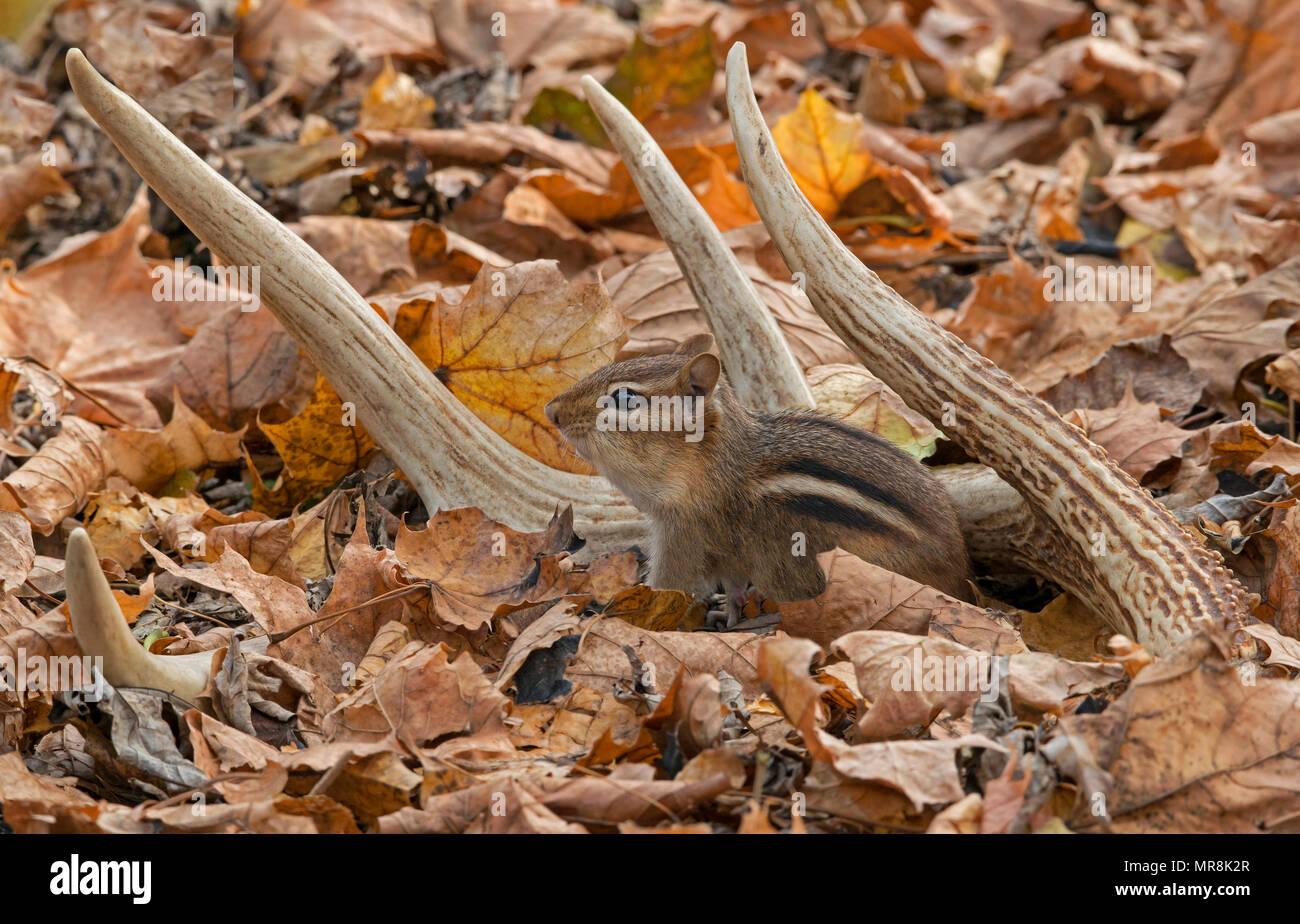 Östlichen Streifenhörnchen (Tamias striatus), mit White-tailed deer Antlers (Odocoileus virginianus), Sturz, E USA, durch Überspringen Moody/Dembinsky Foto Assoc Stockfoto