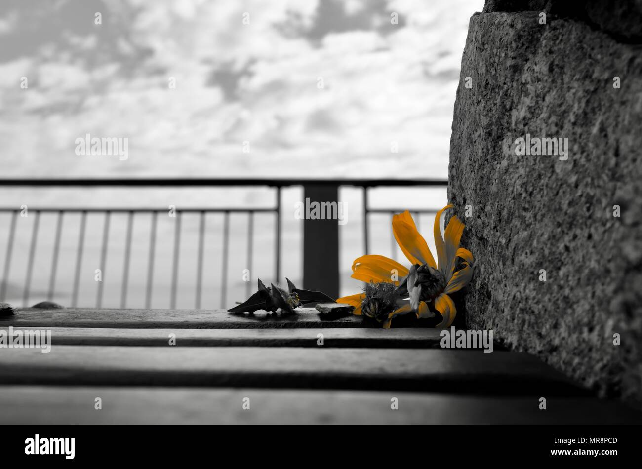 Filter Gelb auf Fujifilm Fuji x 100 f Kamera verwendet, gelbe Blume zu markieren, Castle Hill, QLD 4810, Australien Stockfoto