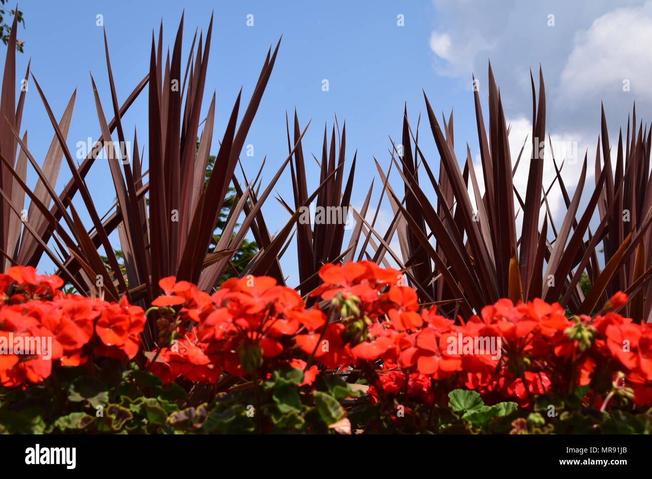 Rote Pflanzen und Laub vor blauem Himmel Stockfotografie Alamy