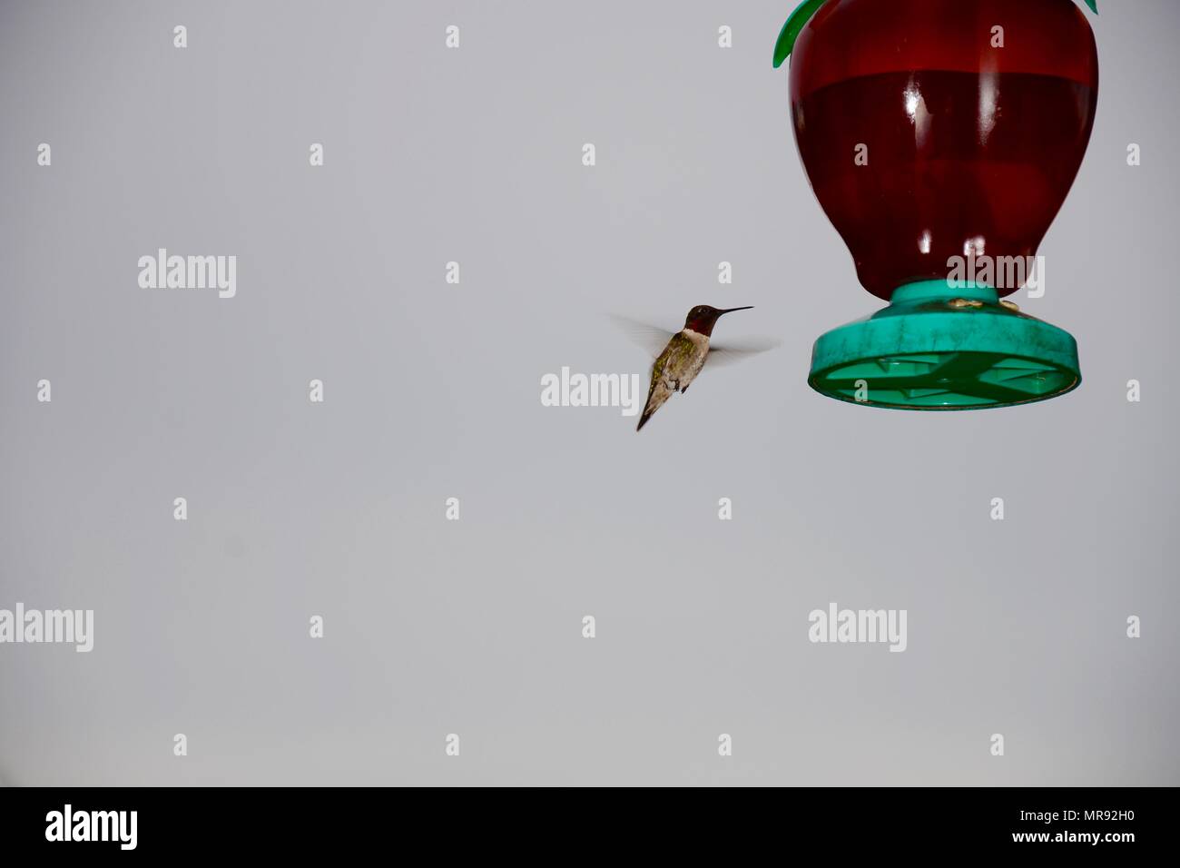 Kolibris um eine Zuführung. Stockfoto