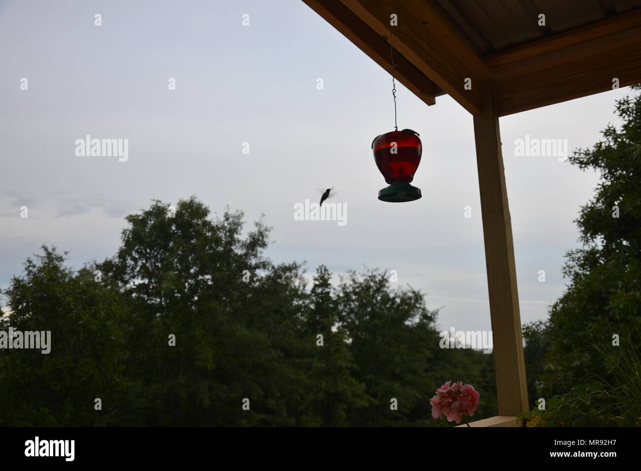 Kolibris um eine Zuführung. Stockfoto