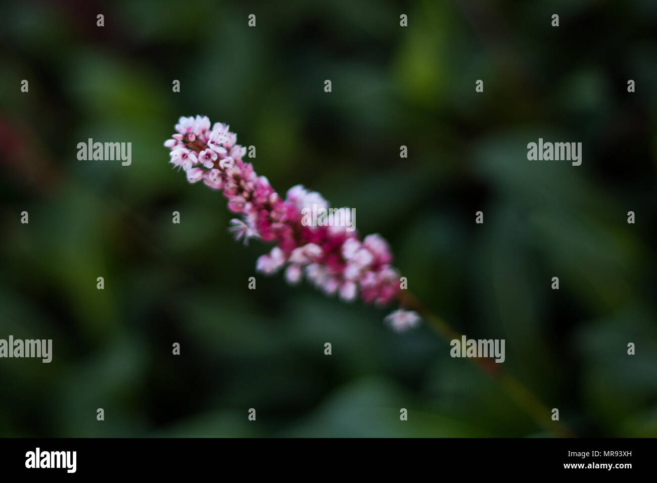 Weiß und magenta Blüte im Frühling in Brüssel Belgien Stockfoto