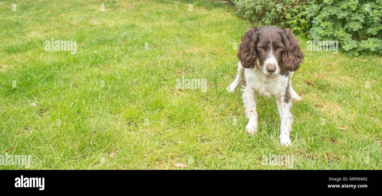 English Springer Spaniel im Garten spielen Stockfoto