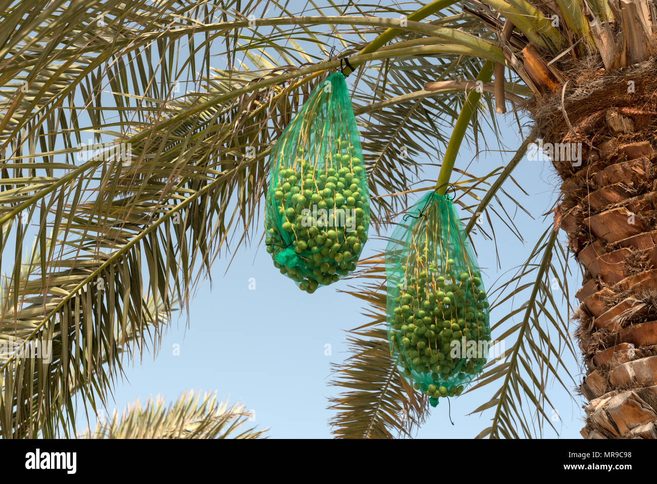 Blumensträuße Termine auf eine Palme. Termine sind in einem Netz bedeckt sie von Vögeln zu schützen und Streunenden fallenden Früchte zu fangen Stockfoto