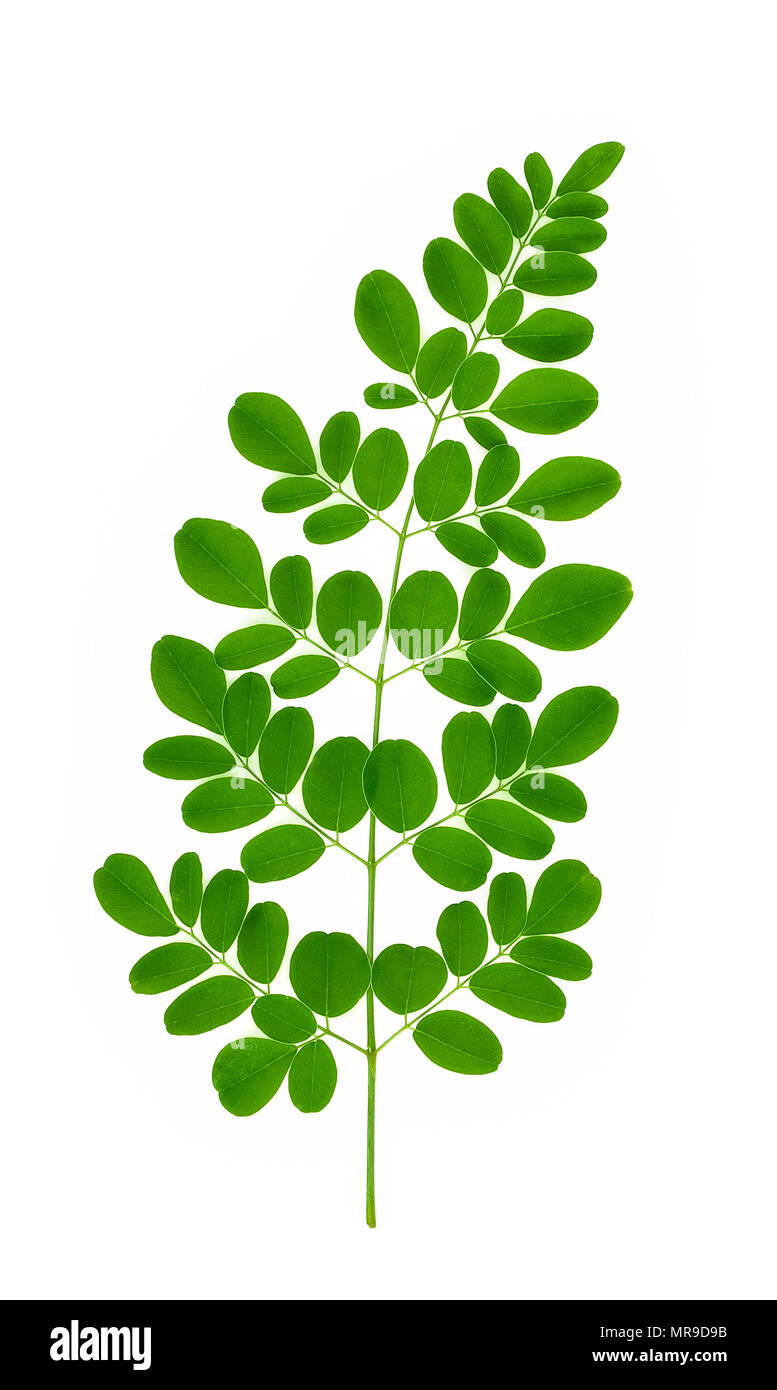 Zweig der Grünen moringa Blätter, tropischen Kräutern auf weißem Hintergrund Stockfoto