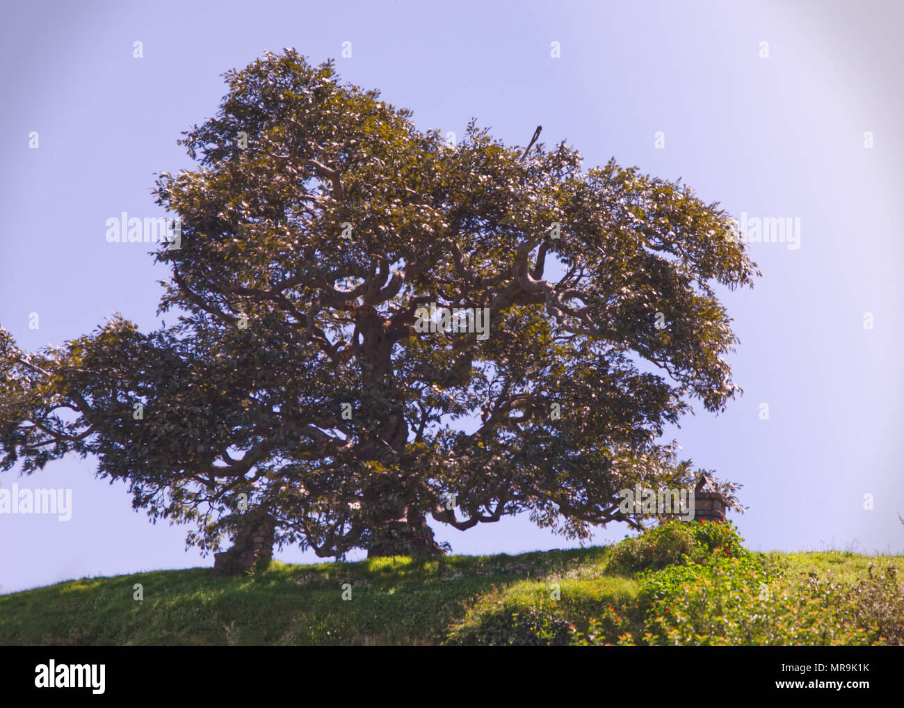 Baum auf dem Hügel in Hobbiton, Nz Stockfoto