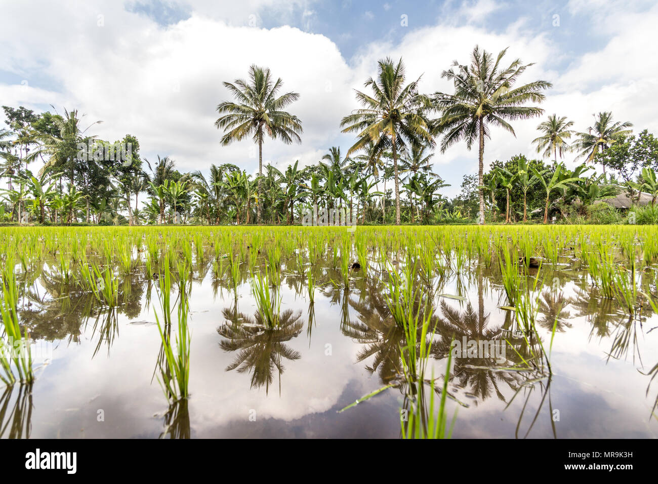 Reisfelder, Indonesien Stockfoto