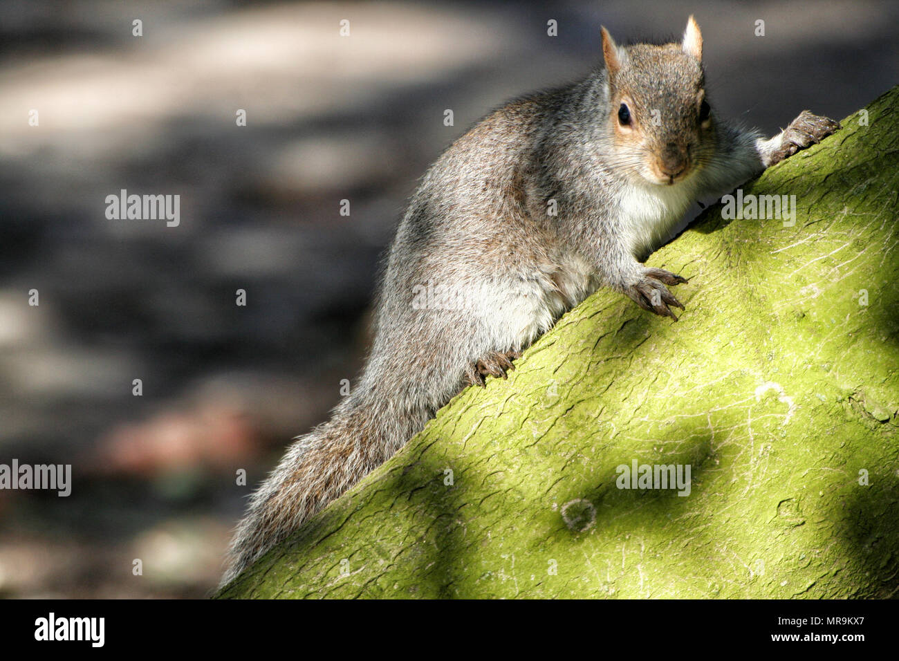 Graue Eichhörnchen im Stanley Park in Blackpool Stockfoto