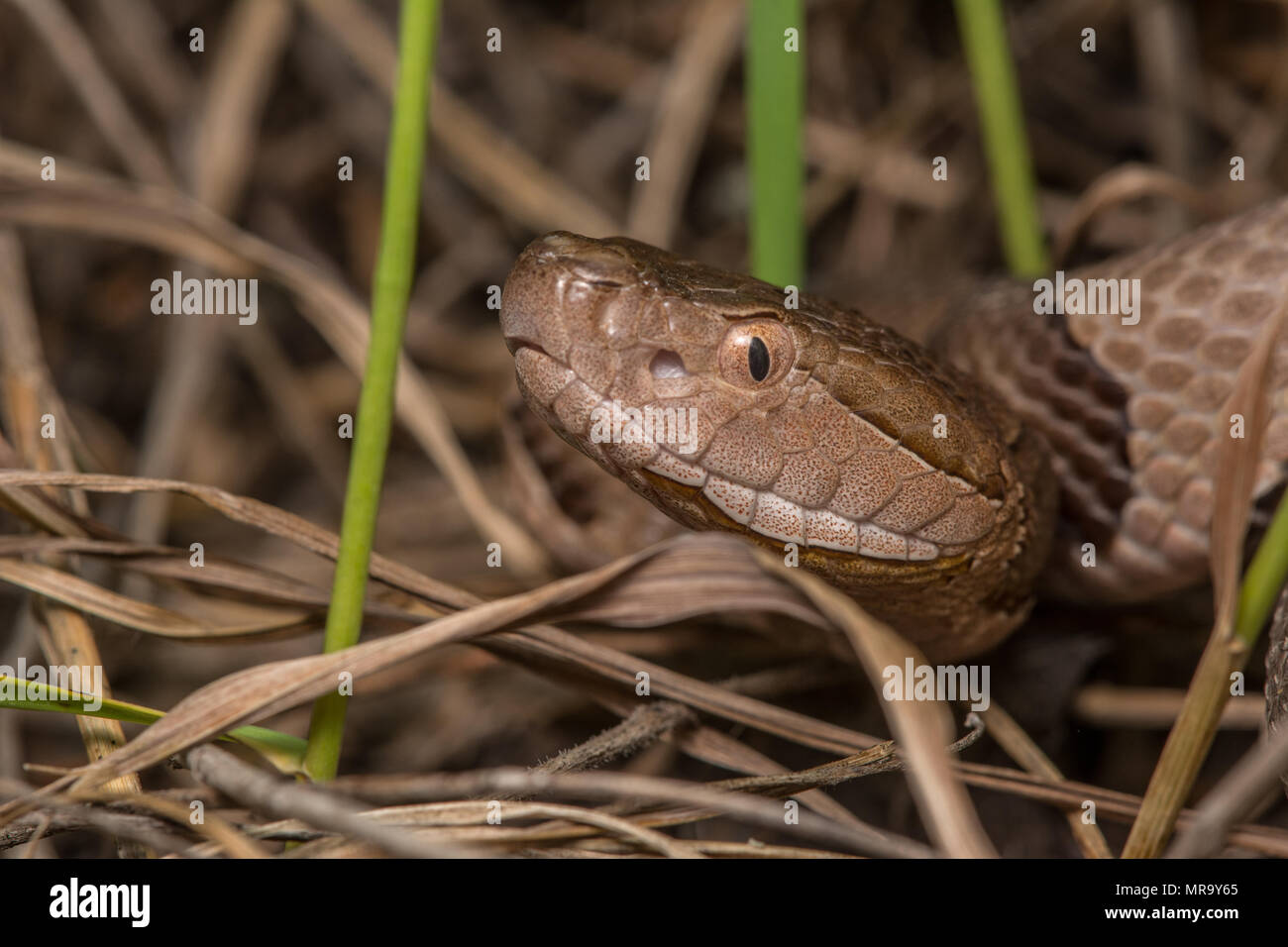 Northern Copperhead (Agkistrodon contortrix) von Gage County, Nebraska, USA. Stockfoto