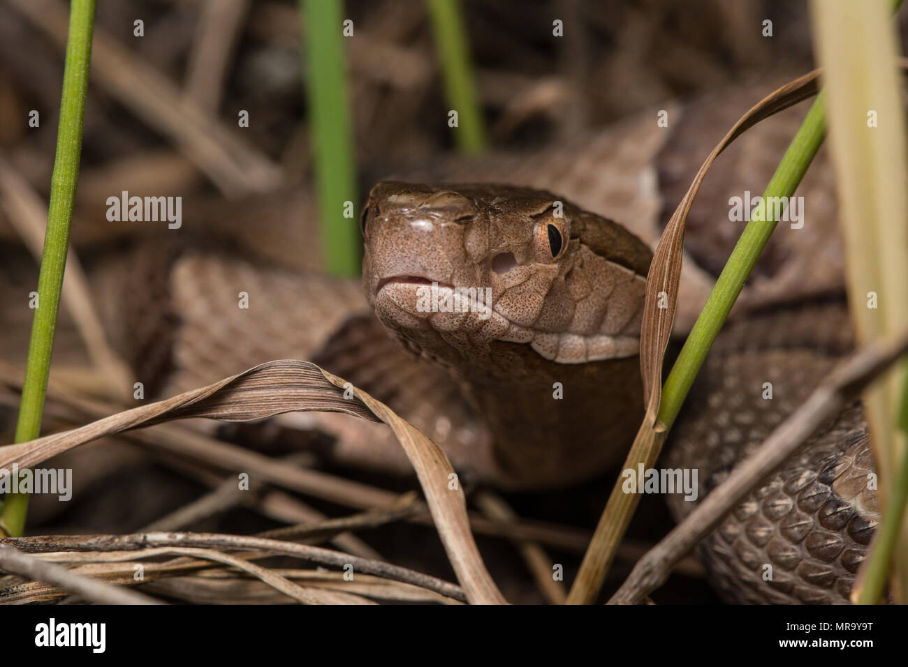 Northern Copperhead (Agkistrodon contortrix) von Gage County, Nebraska, USA. Stockfoto