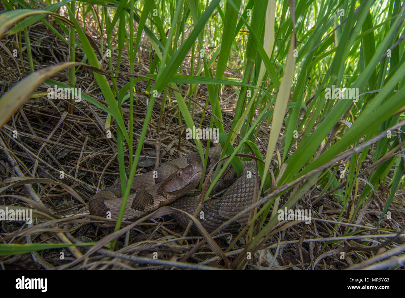 Northern Copperhead (Agkistrodon contortrix) von Gage County, Nebraska, USA. Stockfoto