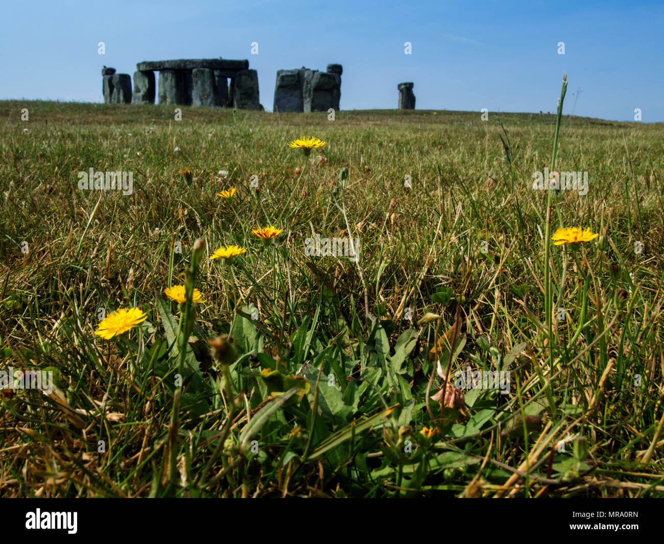Blumen vor dem Stonehenge Kreis im Sommer mit blauem Himmel und ohne Menschen, in Salisbury, Großbritannien. Stockfoto