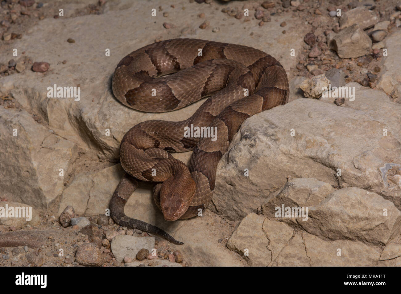 Northern Copperhead (Agkistrodon contortrix) von Gage County, Nebraska, USA. Stockfoto