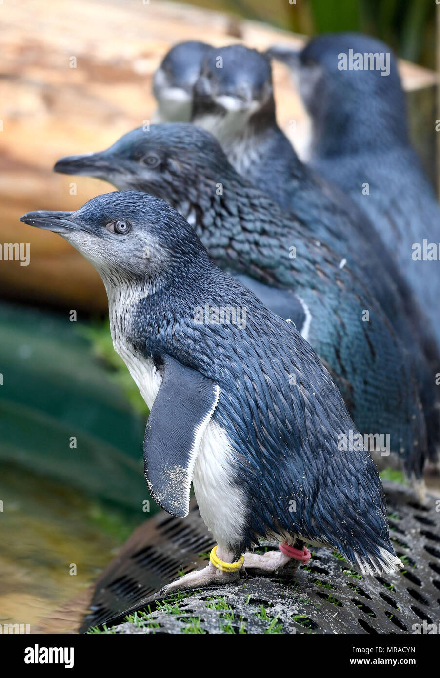 Zwergpinguine von Weymouth das Sealife Center in Dorset. Stockfoto