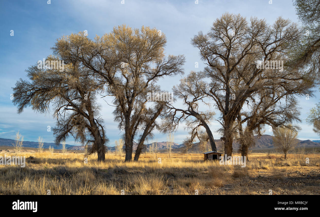Pahranagat National Wildlife Refuge, Lincoln County, Nevada, USA. Stockfoto