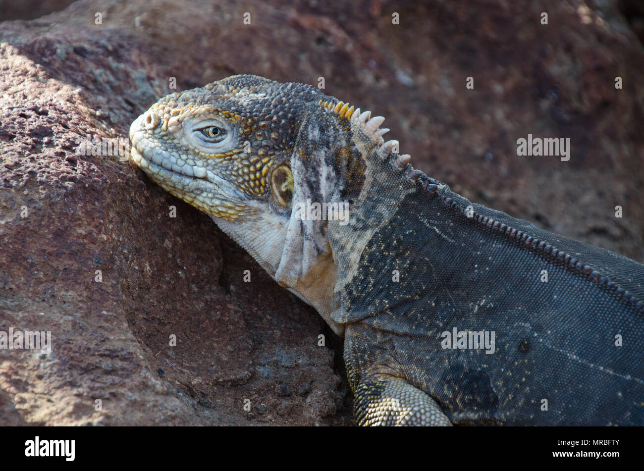 In der Nähe von land Iguana ruhender Kopf auf Fels. North Seymour Insel, Galapagos. Stockfoto