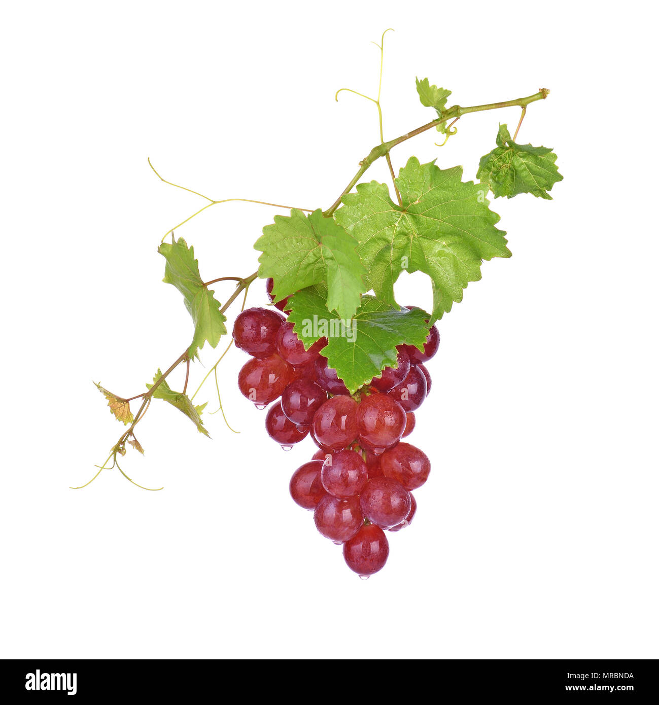 Rote Trauben mit Wassertropfen auf weißem Hintergrund. Stockfoto