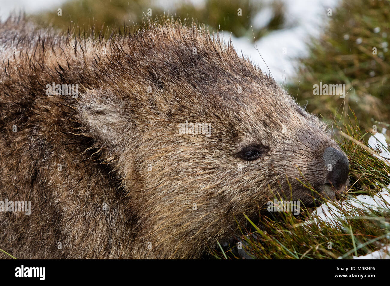 Wombat Nahrungssuche im Schnee, Cradle Mountain, Tasmanien Stockfoto