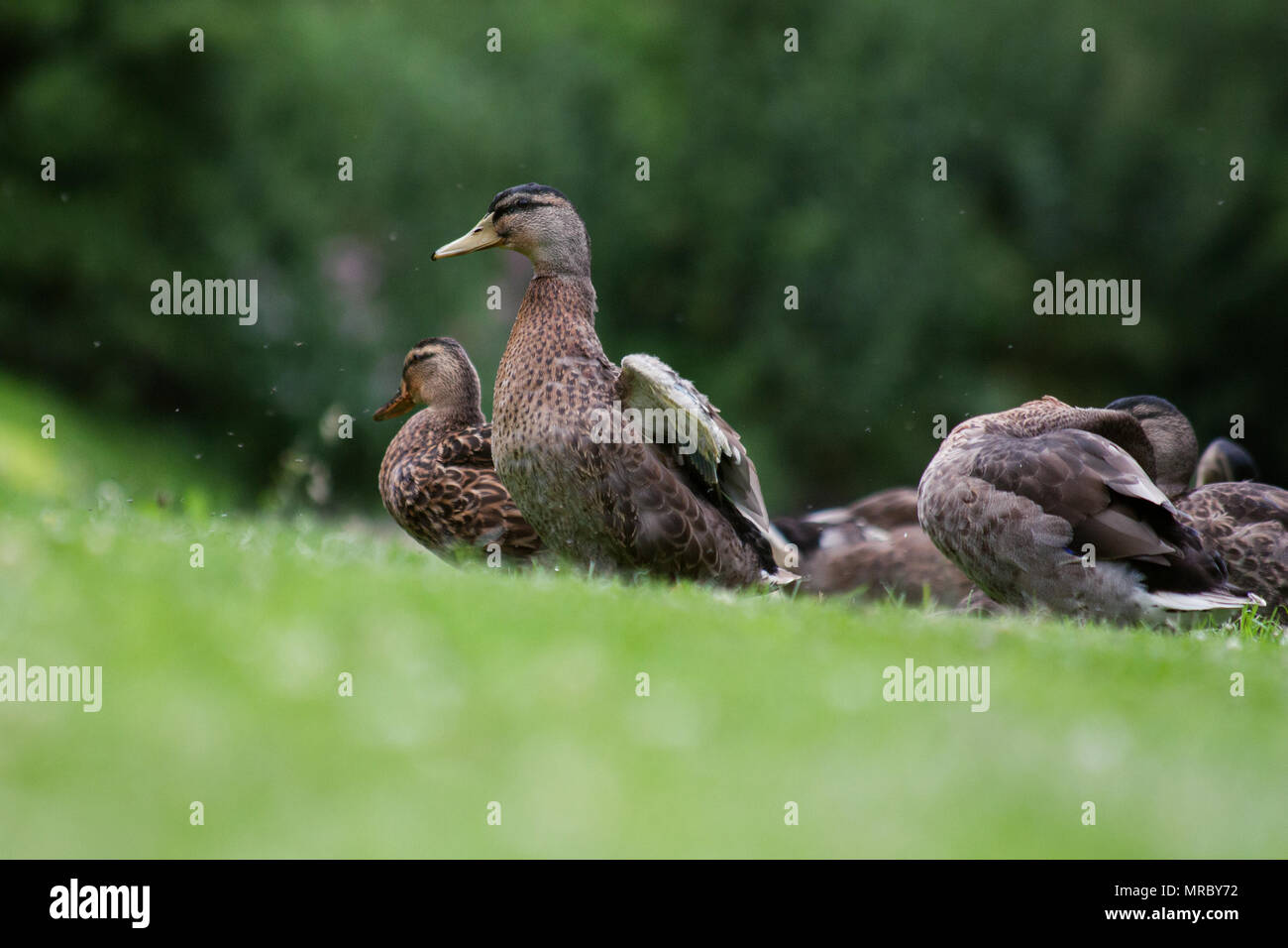 Teal Enten (Anas crecca carolinensis) durch den Fluss Skell in den Gärten von Fountains Abbey, Ripon, Großbritannien Stockfoto