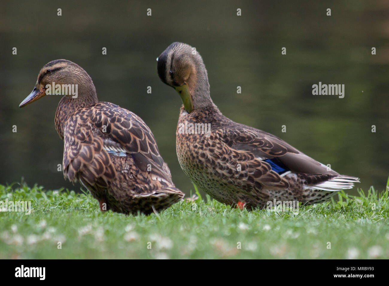 Teal Enten (Anas crecca carolinensis) durch den Fluss Skell in den Gärten von Fountains Abbey, Ripon, Großbritannien Stockfoto