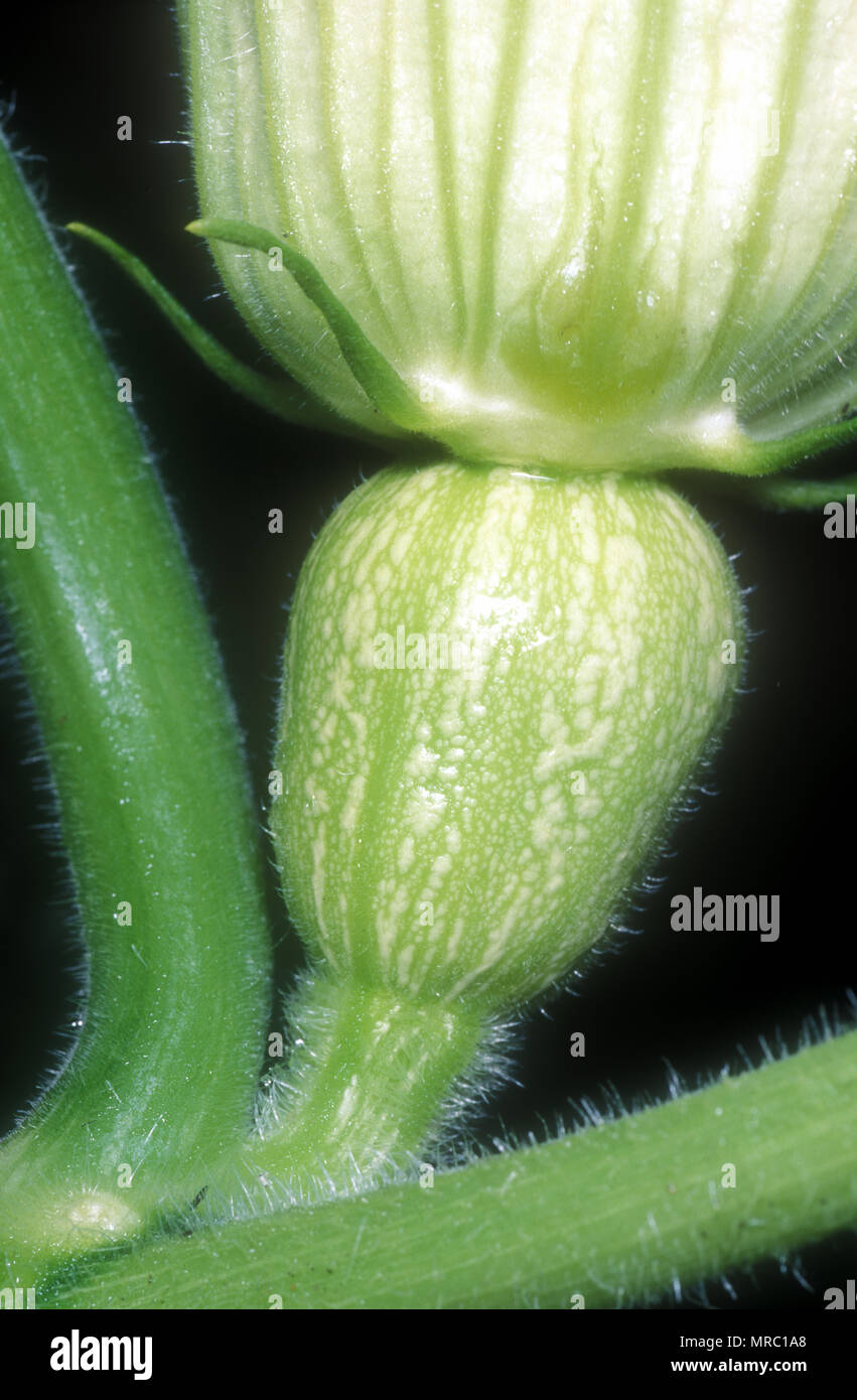BUTTERNUT KÜRBIS (SQUASH) FRUCHTKNOTEN DER WEIBLICHEN BLÜTE (CUCURBITA MOSCHATA) CUCURBITACEAE Stockfoto