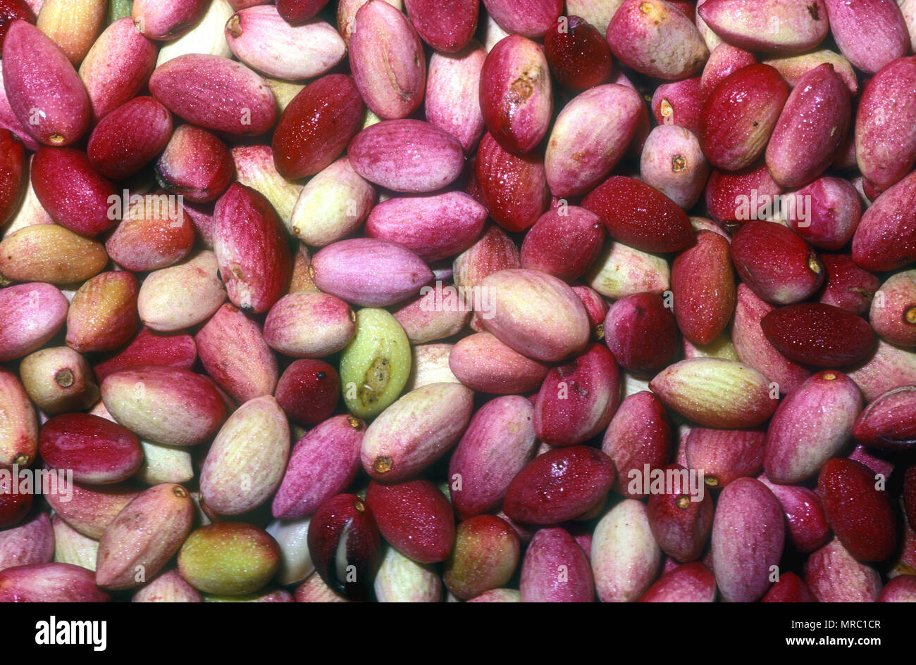 Die rosa und grünen Samen der Pistazien oder PISTACHE MUTTER (PICACIA VERA) MITGLIED DER CASHEW FAMILIE Stockfoto