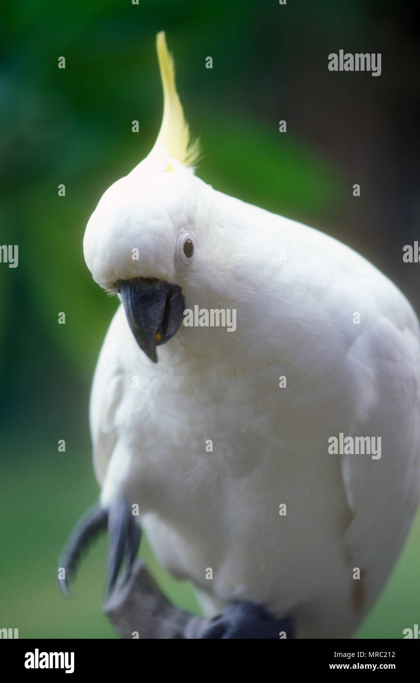 Kakadu Vögel Stockfotos und bilder Kaufen Alamy
