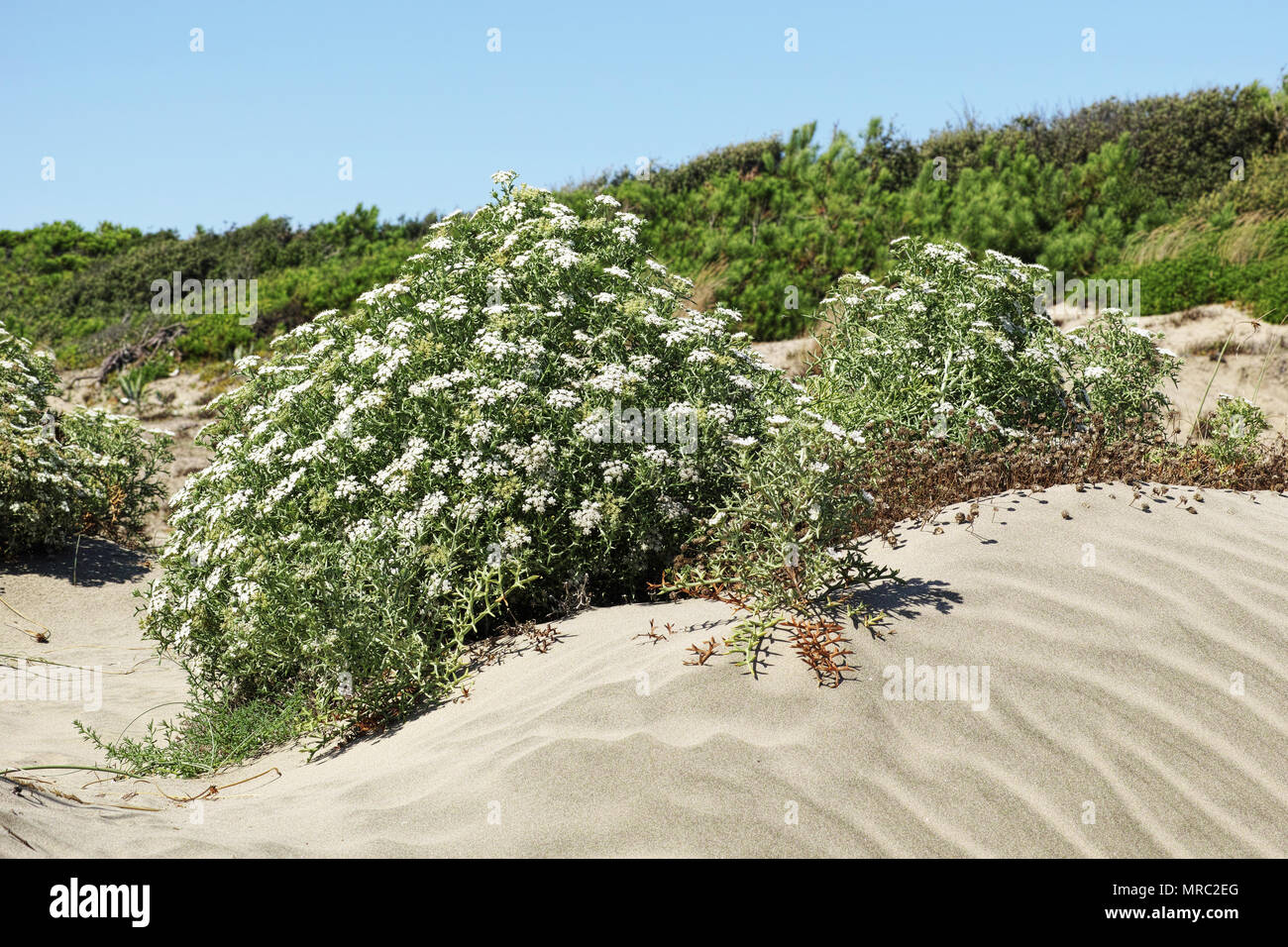 Eine Pflanze in Blüte der stachelige Queller oder Meer Fenchel, echinophora Spinosa Stockfoto