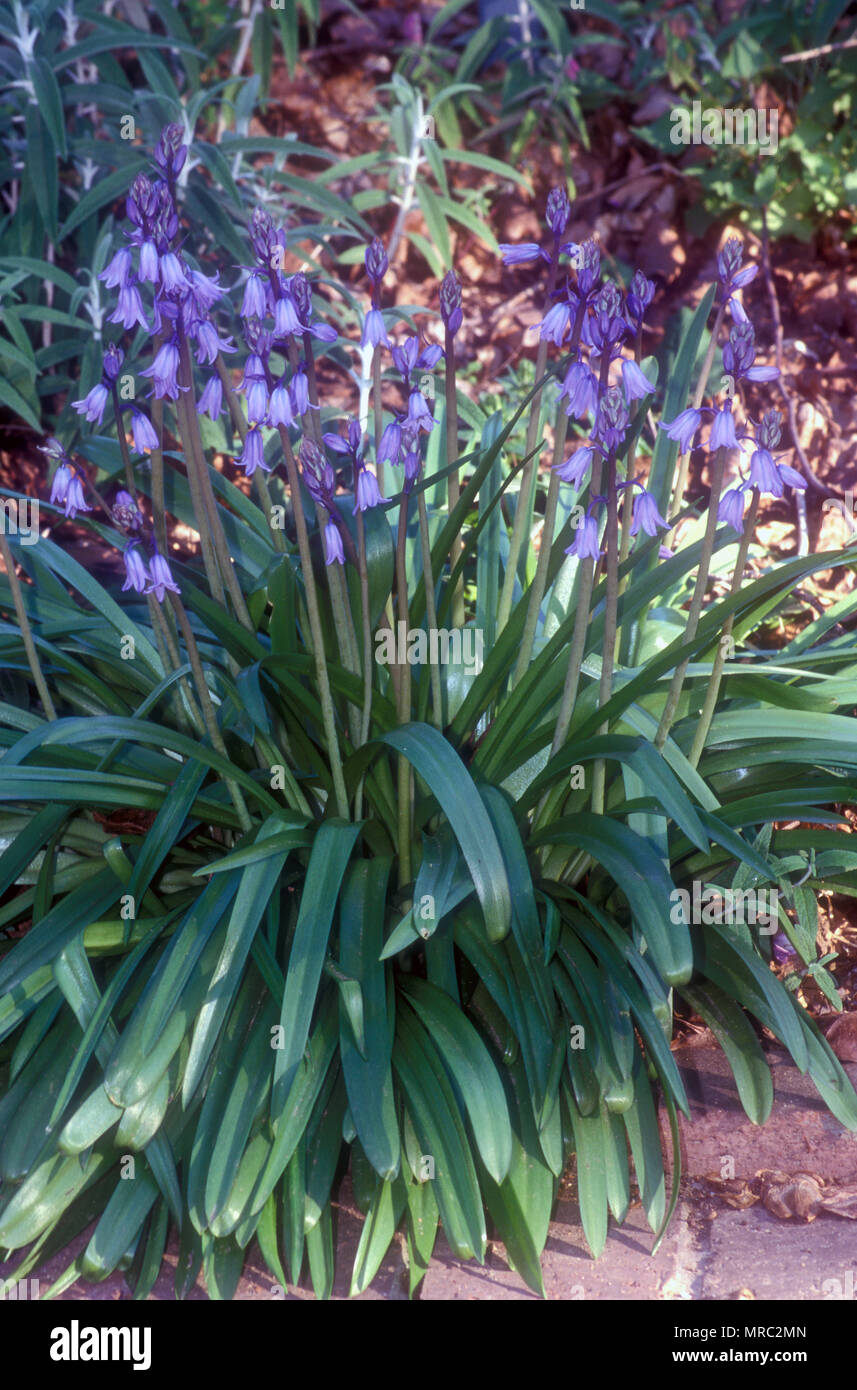 BLUEBELLS ODER SPANISCH BLUEBELLS, SCILLA CAMPANULATA, (SYN ENDYMION HISPANICUS oder HYACINTHOIDES HISPANICAE) BLUE MOUNTAINS, NEW SOUTH WALES, Australien Stockfoto