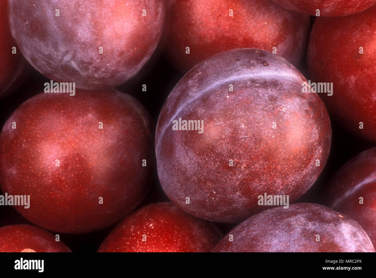 Pflaumen (Prunus) 'RADIANT' Stockfoto