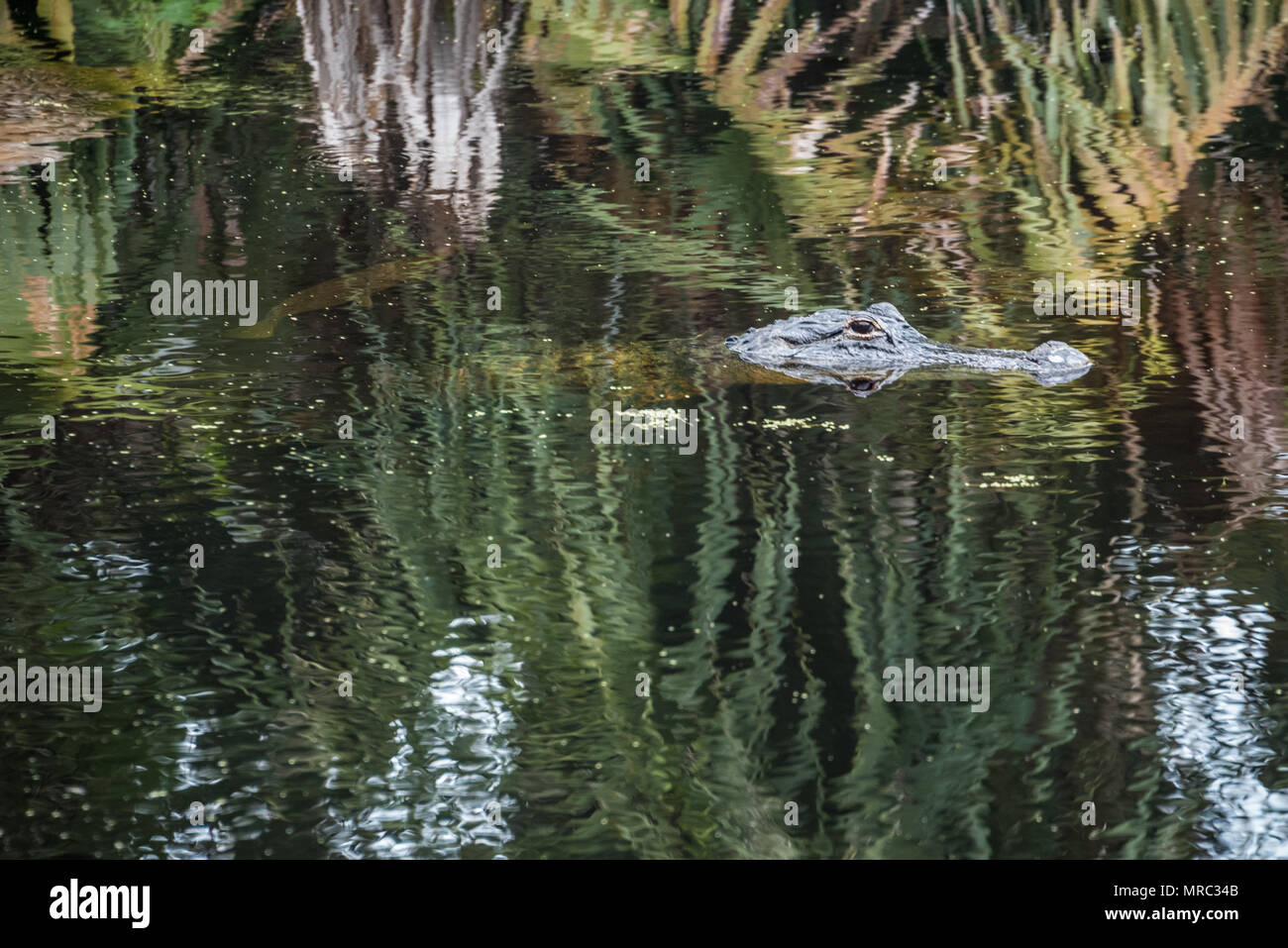 Florida Krokodil schwebt bewegungslos im Wasser der Guana Fluss, während ein gar Fisch schwimmt knapp unter der Oberfläche. Stockfoto