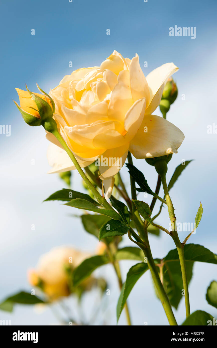 Graham Thomas Rose, Jindai Botanischer Garten, Chofu, Tokio, Japan Stockfoto