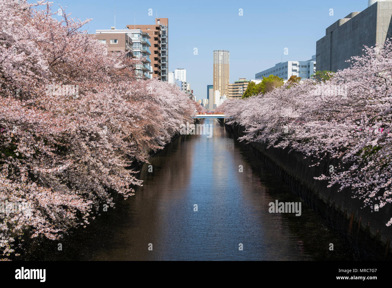 Cherry Blossom entlang der Ufer des Flusses Meguro, Tokio, Japan Stockfoto