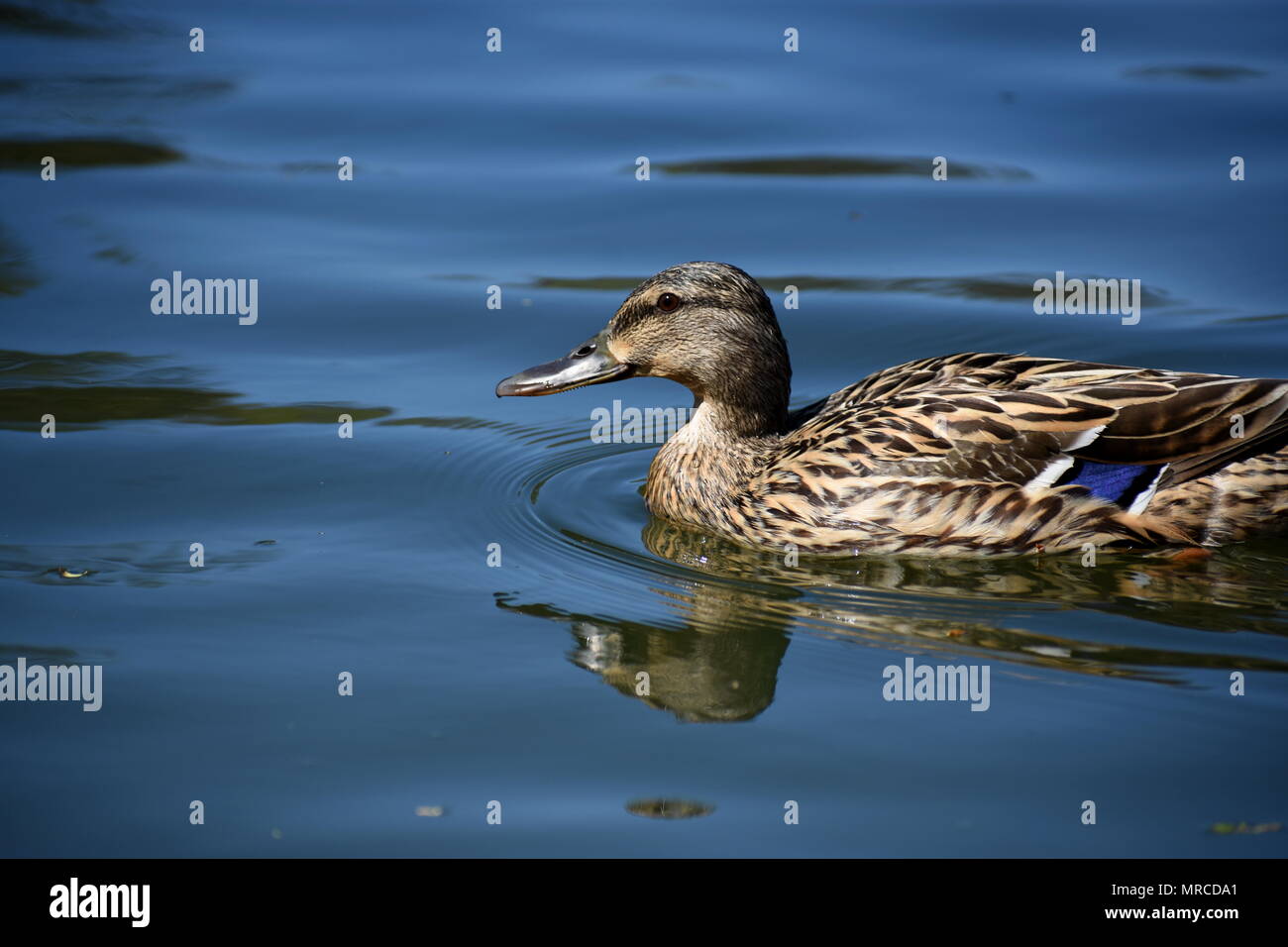 Eine Ente dauert eine Runde schwimmen. Stockfoto