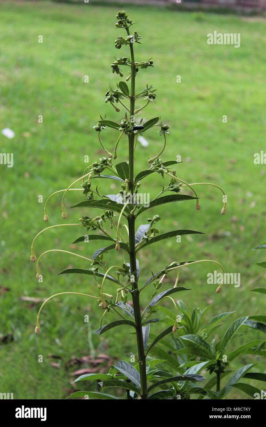 Selektiver Fokus der Bunten gelb wilde Blumen und Blüten sowie deren Knospen im Frühling closeup Stockfoto