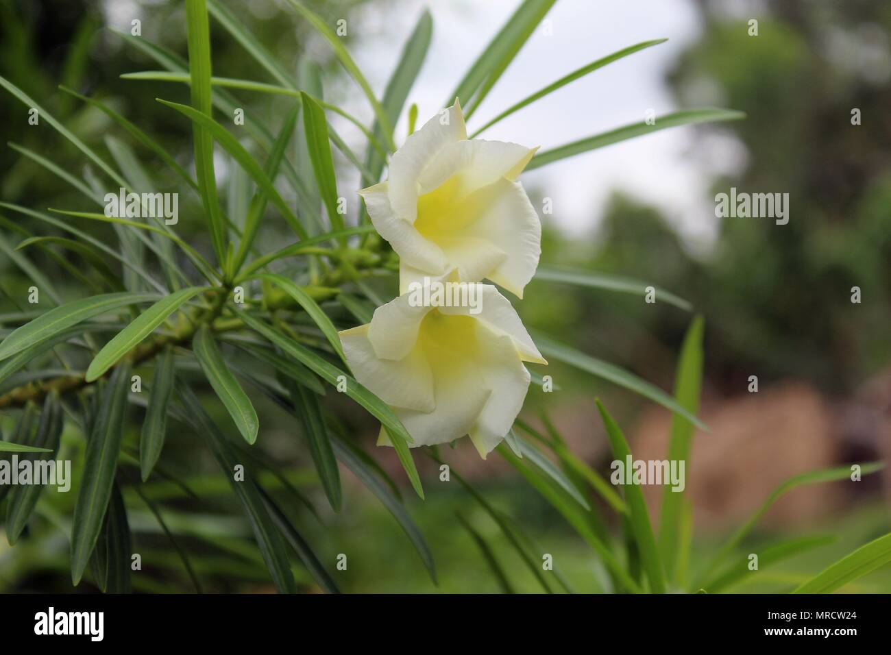 Nahaufnahme der Blume von White Cascabela thevetia Stockfoto