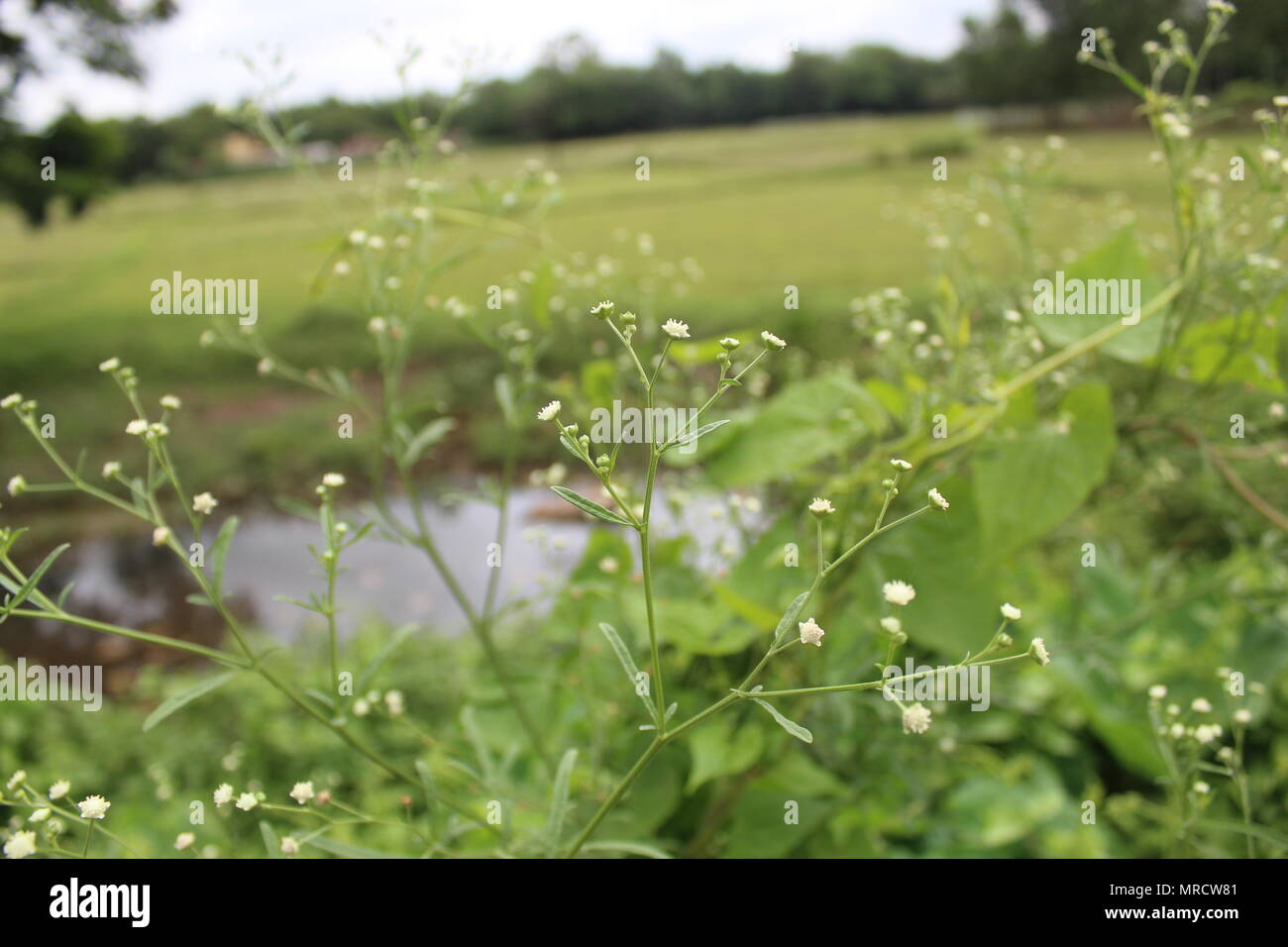 Selektiver Fokus der Bunten gelb wilde Blumen und Blüten sowie deren Knospen im Frühling closeup Stockfoto