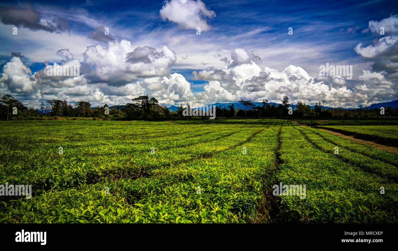 Panoramablick auf Tee Plantage an Waga Tal in der Nähe von Mount Hagen, Papua Neu Guinea Stockfoto