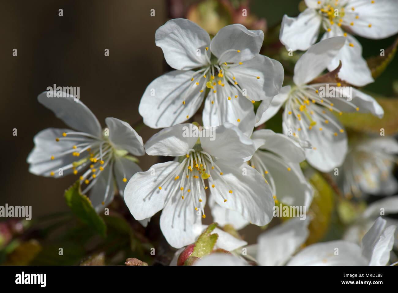 Weiß, vollständig geöffneten Blüten auf einer Pflaume mit Pollen Lager Antheren auf staubblatt Schattenwurf auf die Blütenblätter, April Stockfoto