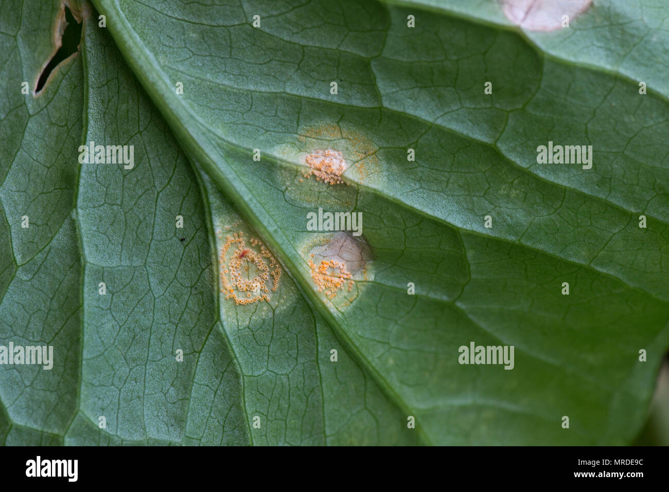 Arum oder Bärlauch Rost, Puccinia sessilis, Pusteln und Läsionen an Blättern wild Arum, Lords und Ladies, Arum maculatum Stockfoto