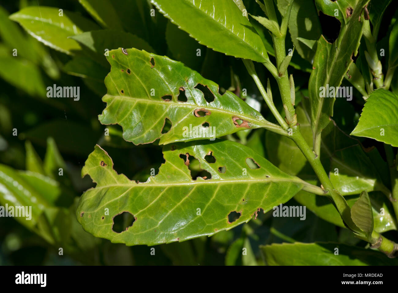 Bakterielle schuss Loch, Pseudomonas syringae, betroffene Blätter Lorbeer, Prunus laurocerasus, in einem Garten Hecke, Mai Stockfoto
