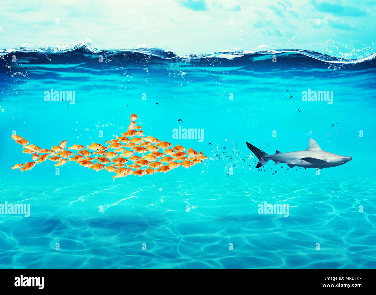 Grosse Haie aus goldfische Angriff ein echter Hai. Konzept der Einheit ist Stärke, Teamarbeit und Partnerschaft Stockfoto