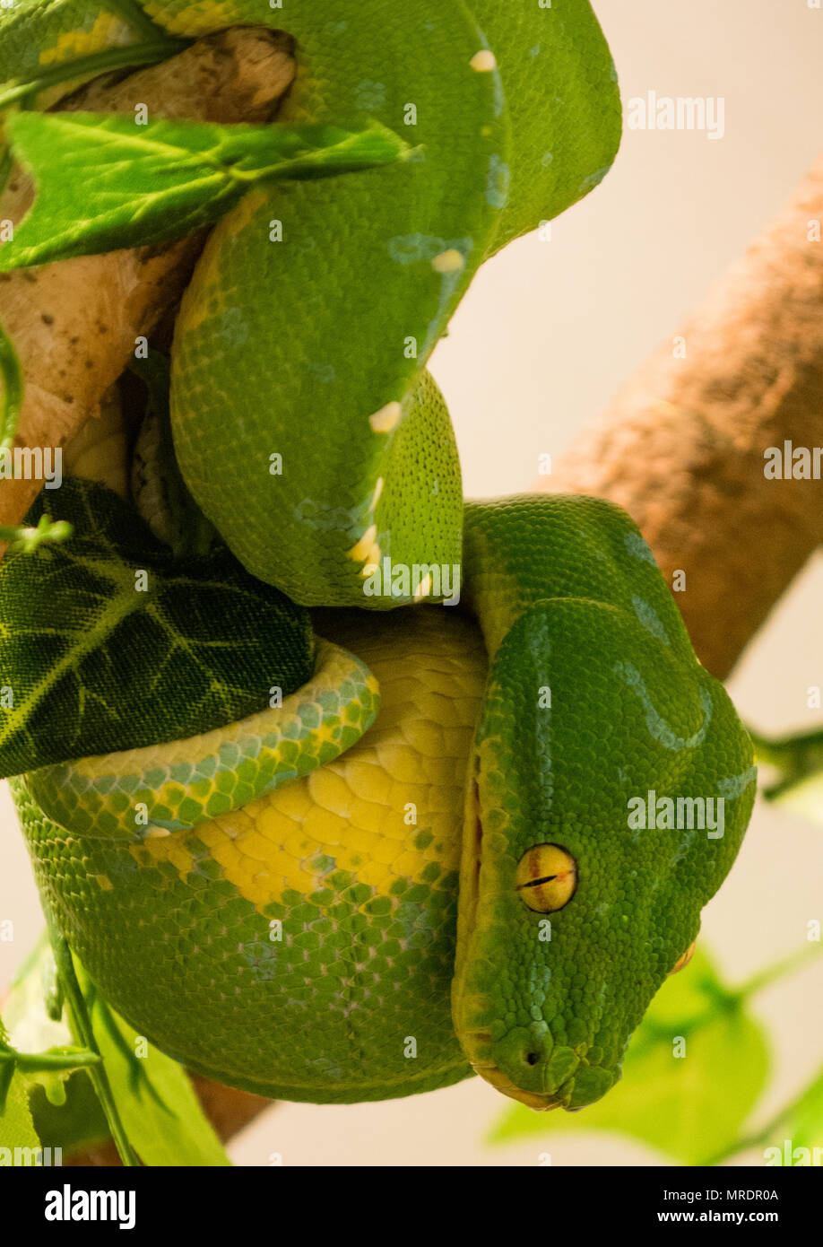 Green Tree python/Morelia viridis Stockfoto