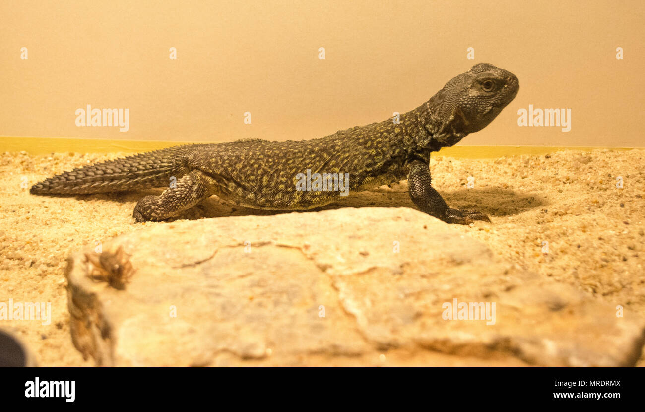 Marokkanische Uromastyx nigriventris / DABB Stockfoto