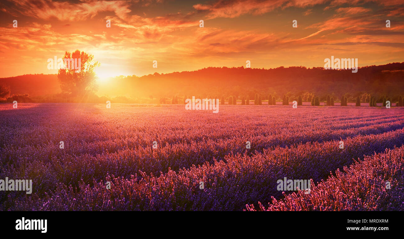 Twilight Lavendelfeld in der Provence, Frankreich. Stockfoto