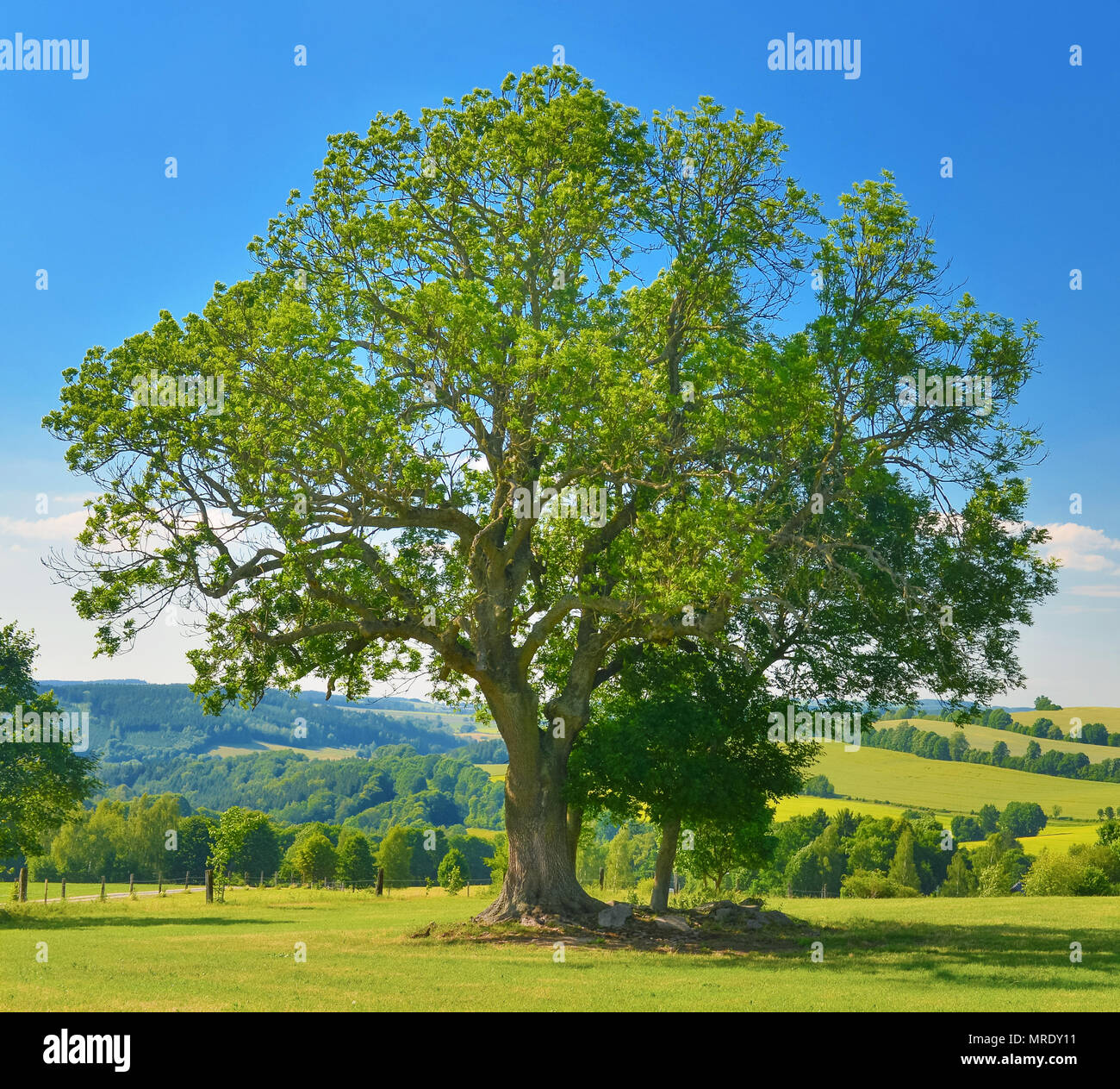 Alte mächtige Baum im Sommer Landschaft. Stockfoto