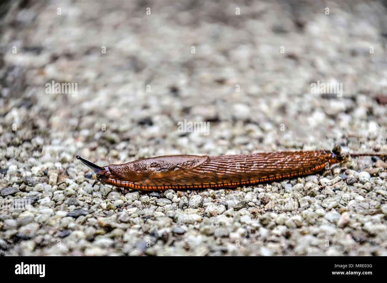 Nahaufnahme einer rötlich-braune Schnecke langsam voran auf einem Kiesweg Stockfoto