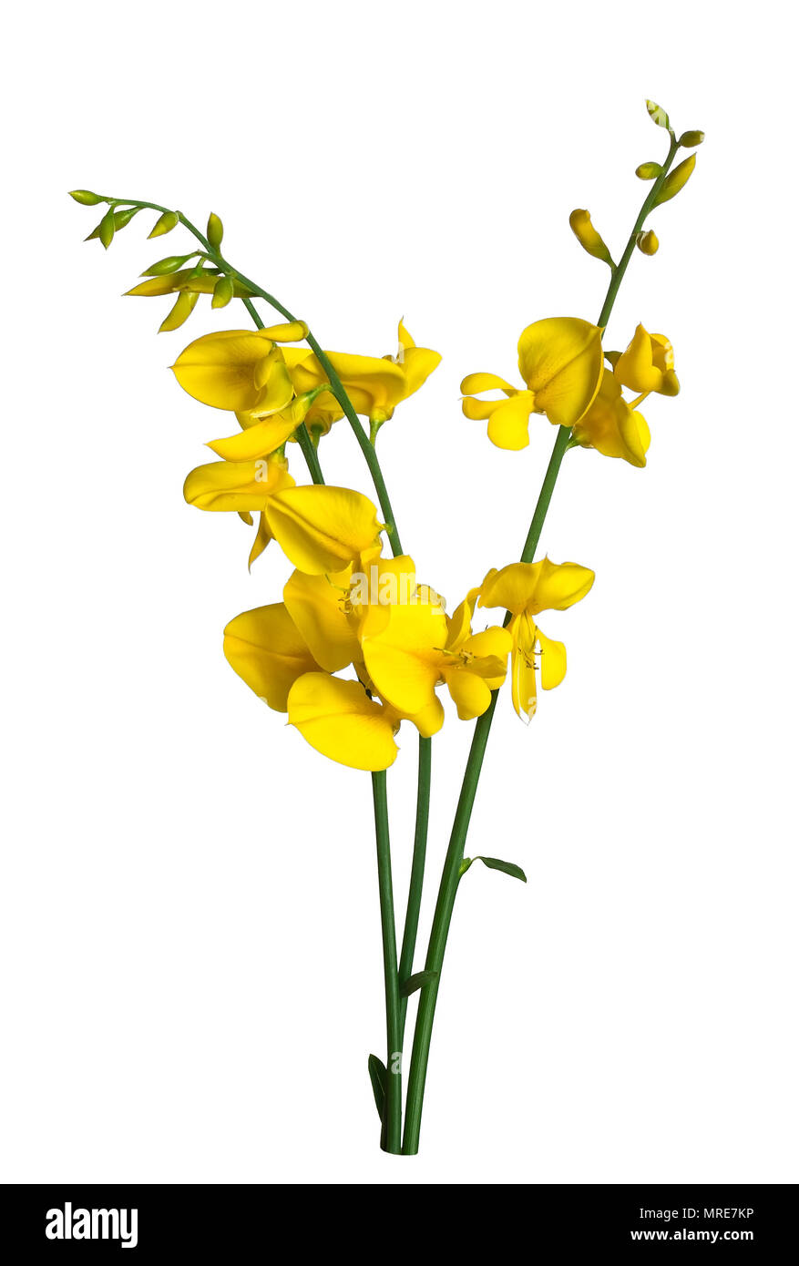 Besen Blumen auf weißem Hintergrund Stockfoto