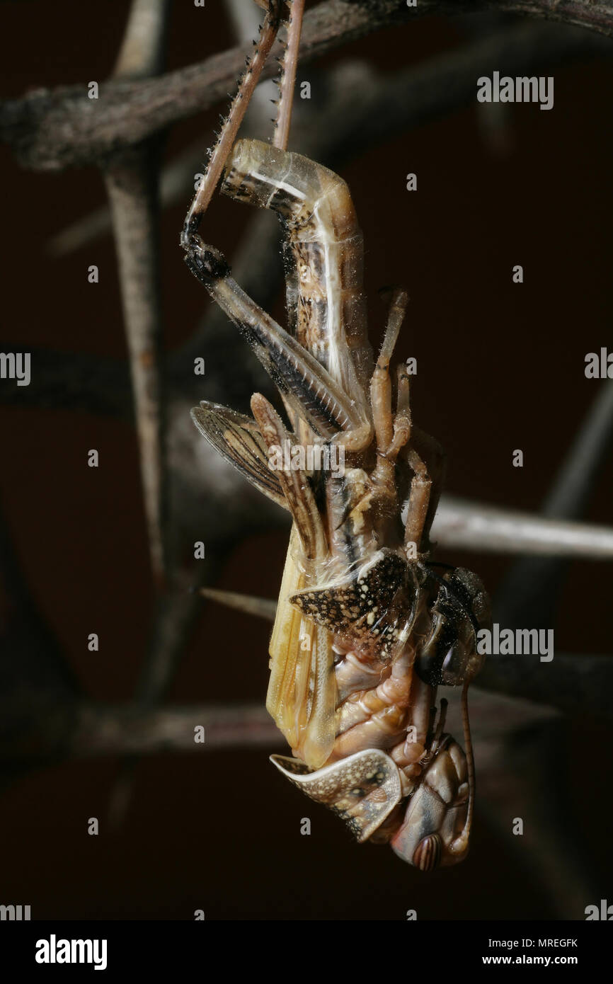 Eine captive Desert locust, Schistcerca gregaria, Shedding seine Haut, die von einem petshop im Vereinigten Königreich, wo sie als Nahrung für Heimtiere Reptilien verkauft werden gekauft wurde Stockfoto